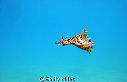 This small sea hare was interupted whilst grazing on sea ... by Emily Miles 